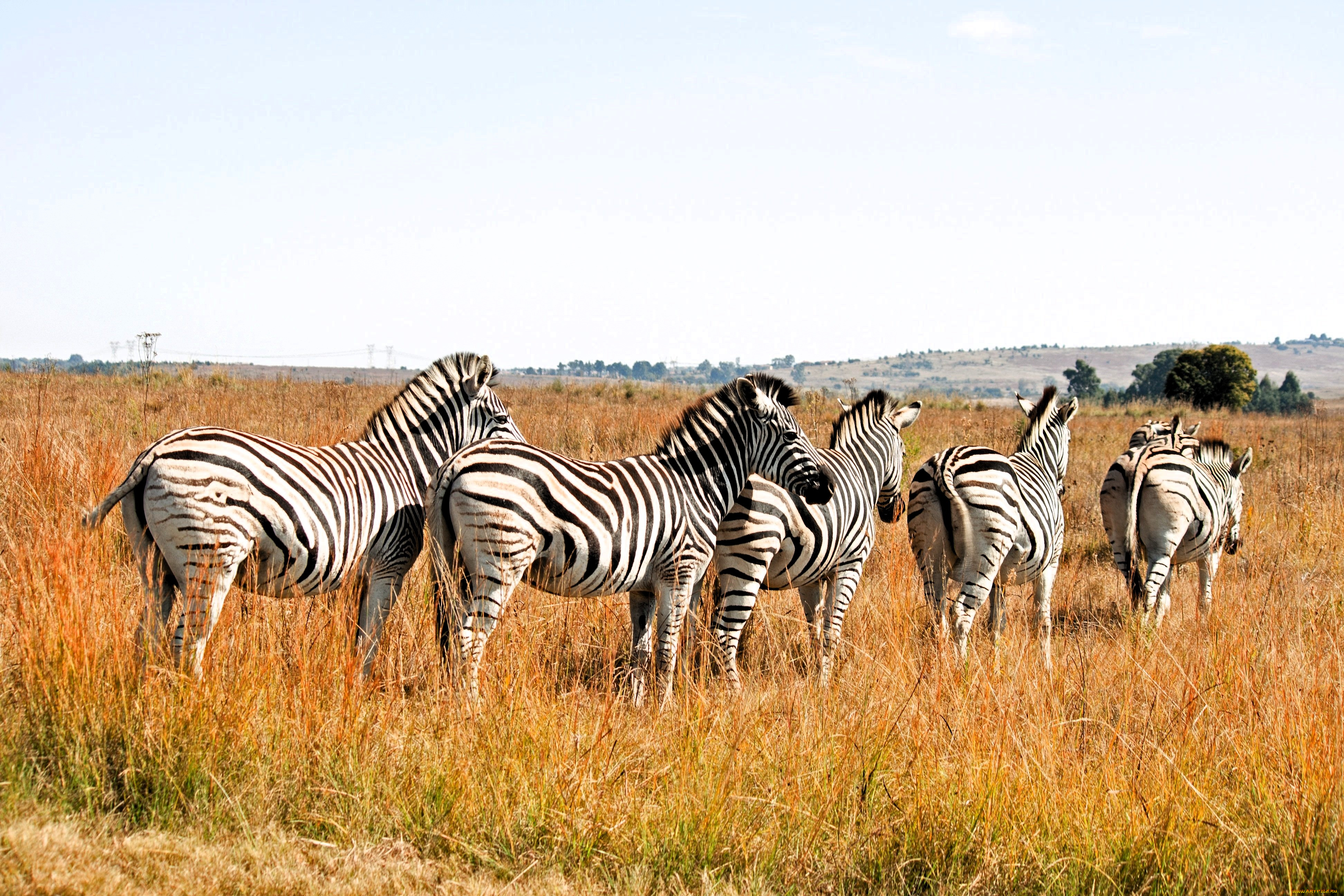 ��������, �����, �����, �����, �������